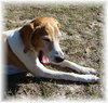 Buster (CL)