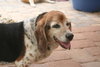 Buddy Sr.