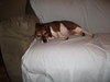 Tilly