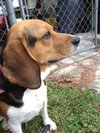 Chumley