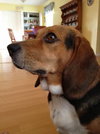 Chumley