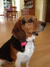 Chumley