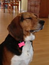 Chumley