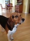 Chumley