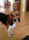Chumley