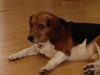 Chumley