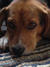 Chumley