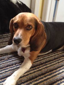 Chumley
