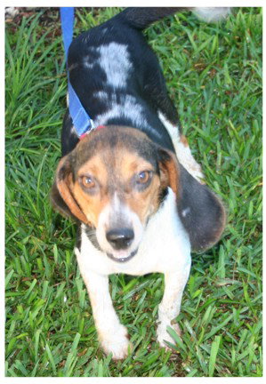 Sparky II