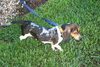 Sparky II