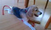 Buddy Boy Blue