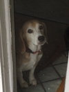 Buddy Boy Blue