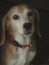 Buddy Boy Blue