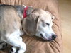 Buddy Boy Blue