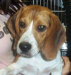 Samson III