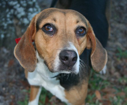 Cora