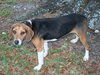 Cora