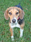 Cora