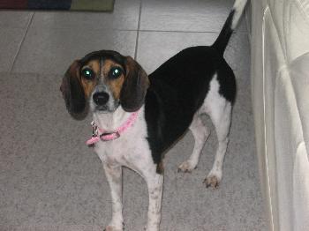 Penny II