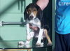 Spanky