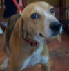 Benny III