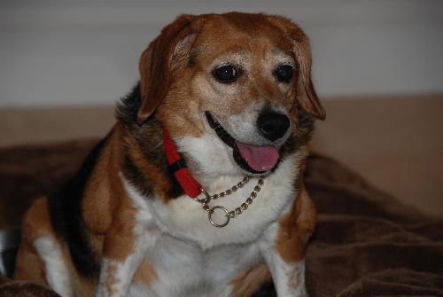 Lucy III