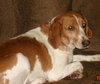 Prancer