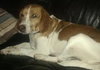 Prancer