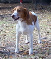 Prancer
