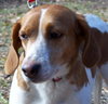 Prancer