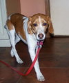 Prancer