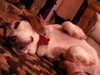 Buddy IX