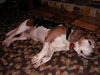 Buddy IX