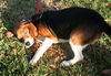 Dawson