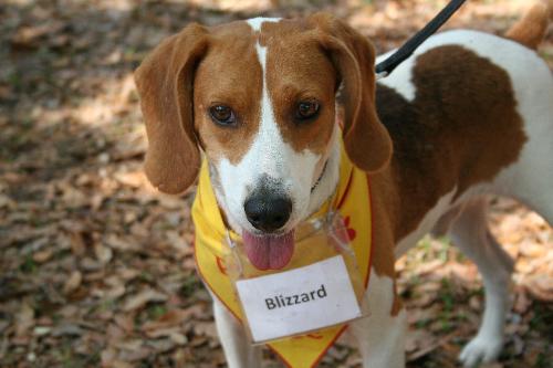 Blizzard
