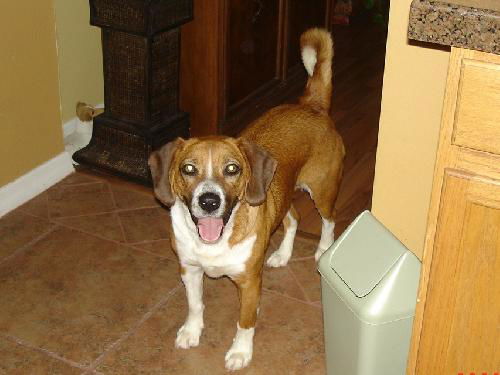 Roscoe II