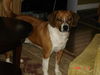 Roscoe II