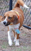 Roscoe II