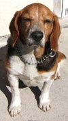 Dudley