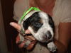 Amelia's Pup Green Ribbon