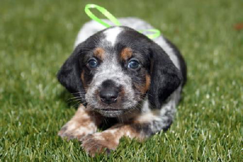 Amelia's Pup Green Ribbon