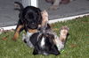Amelia's Pup Green Ribbon