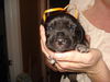 Amelia's Pup Orange Ribbon