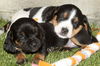 Amelia's Pup Orange Ribbon