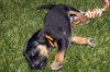 Amelia's Pup Orange Ribbon