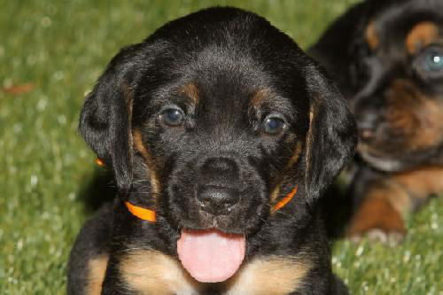 Amelia's Pup Orange Ribbon