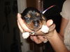 Amelia's Pup Purple Ribbon