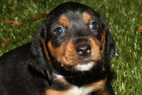Amelia's Pup Purple Ribbon