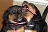 Amelia's Pup Purple Ribbon