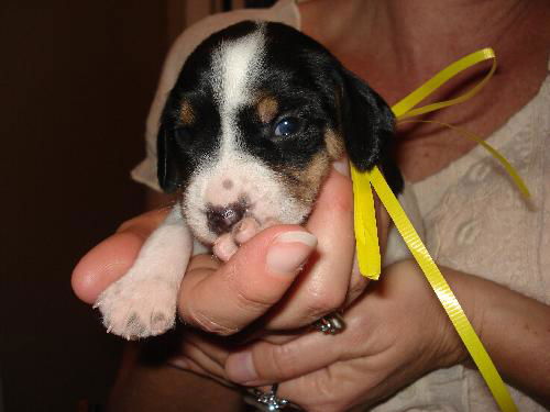 Amelia's Pup Yellow Ribbon